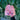 Pink Bulb Beanie *PREORDER*